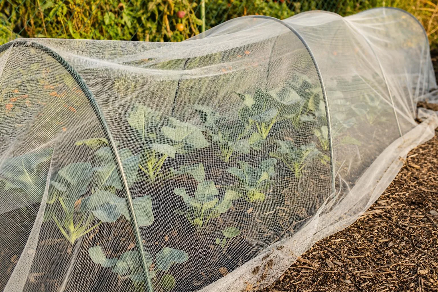 Fall cabbage and broccoli transplants protected by insect netting against cabbage worms