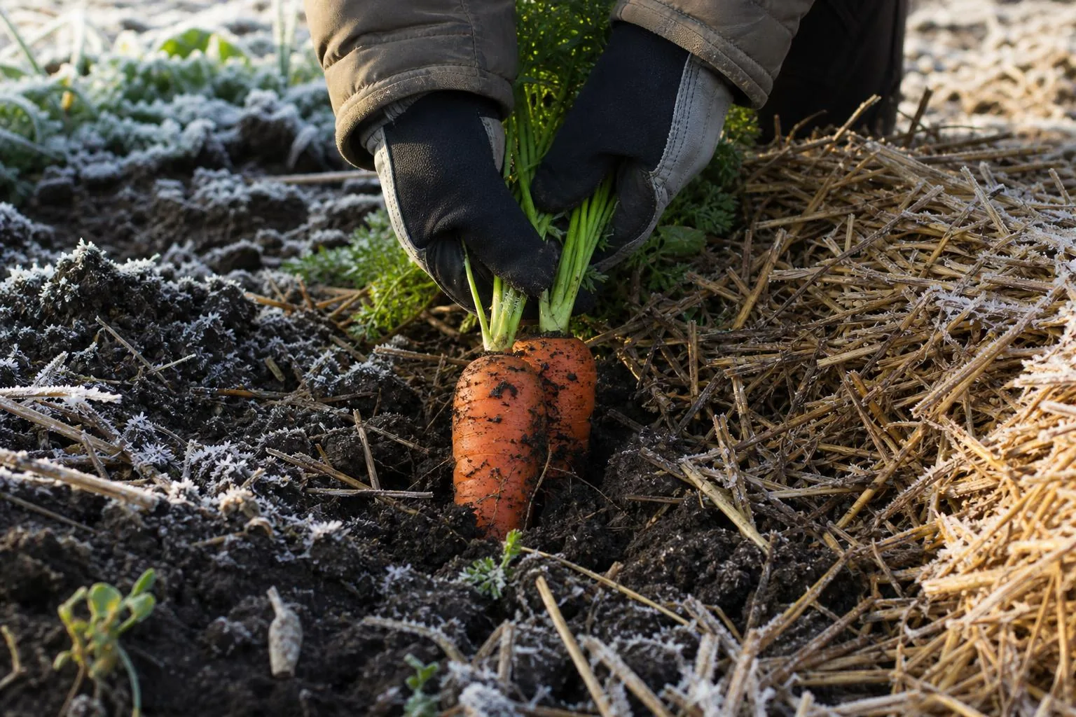 Harvesting an overwintered carrot from mulched garden soil in winter