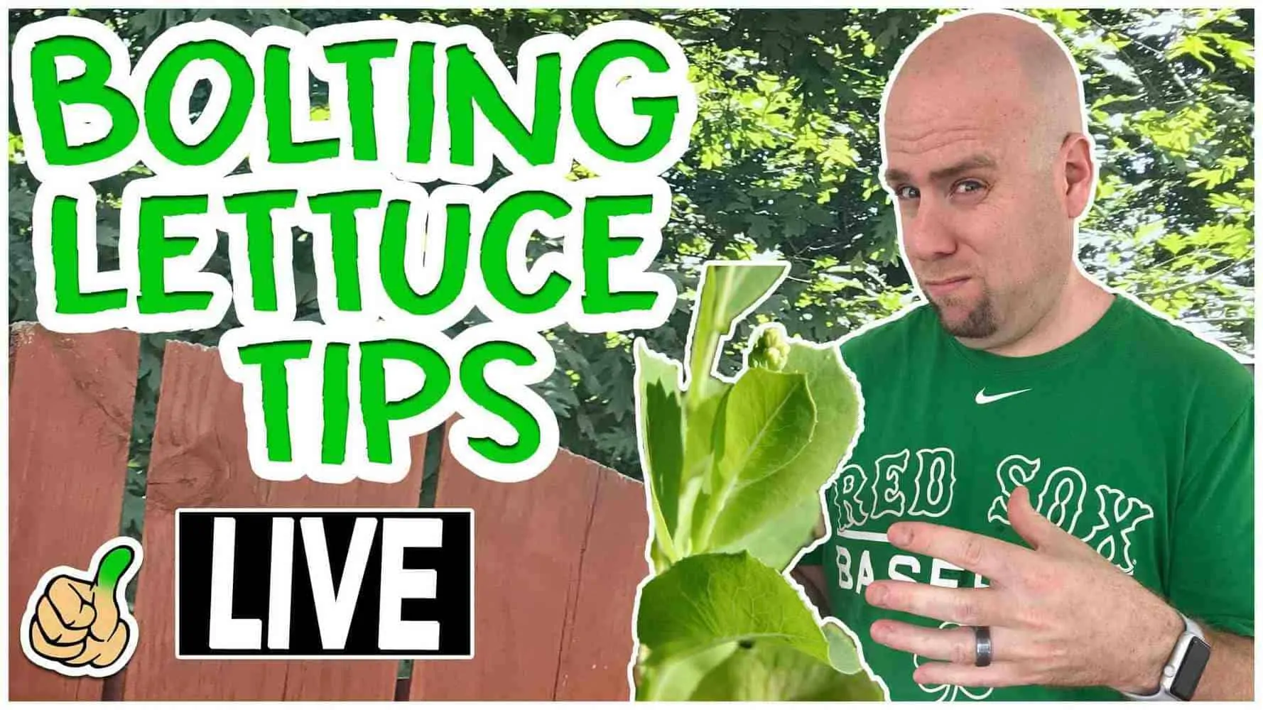 bolting lettuce