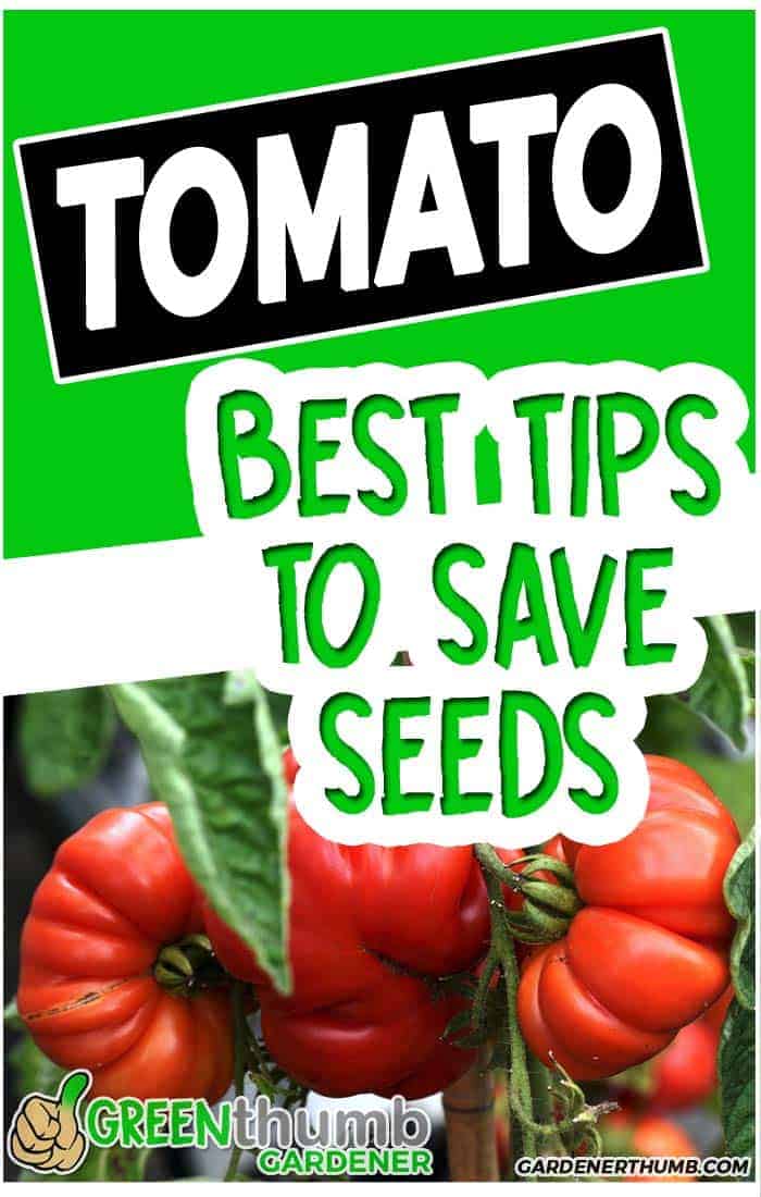 The dirt on saving tomato seeds 3 easy ways green thumb gardener