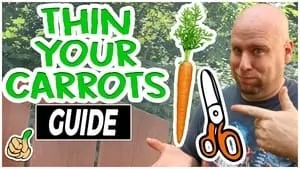 how to thin your carrots