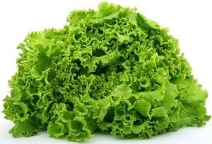 growing lettuce