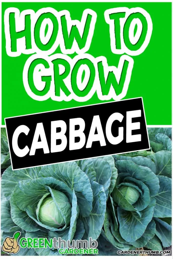 growing cabbage tips