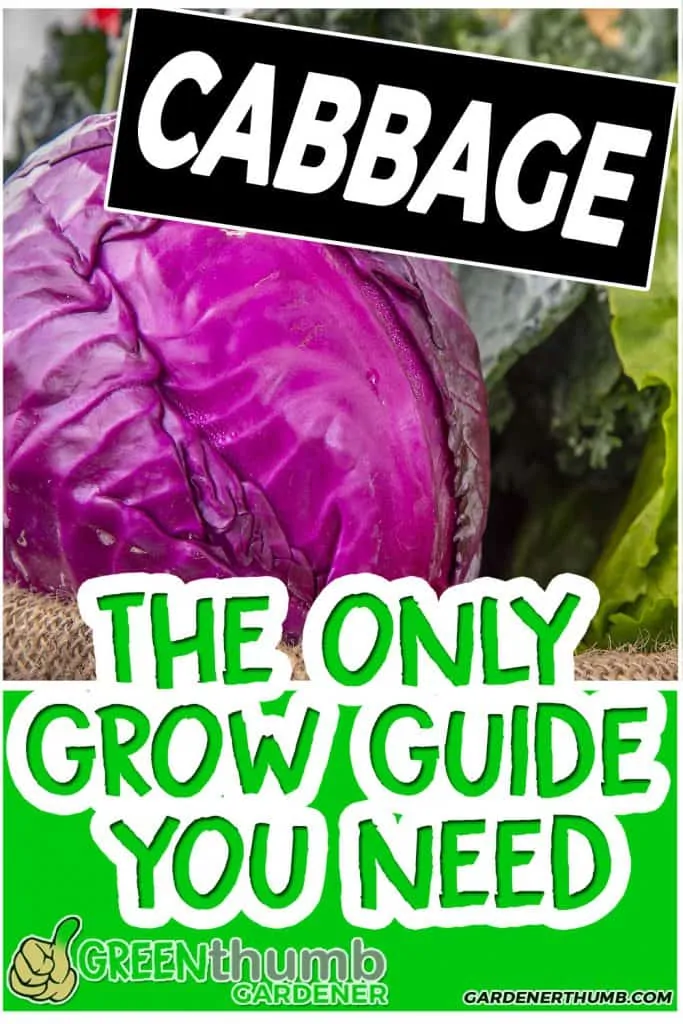 cabbage guide