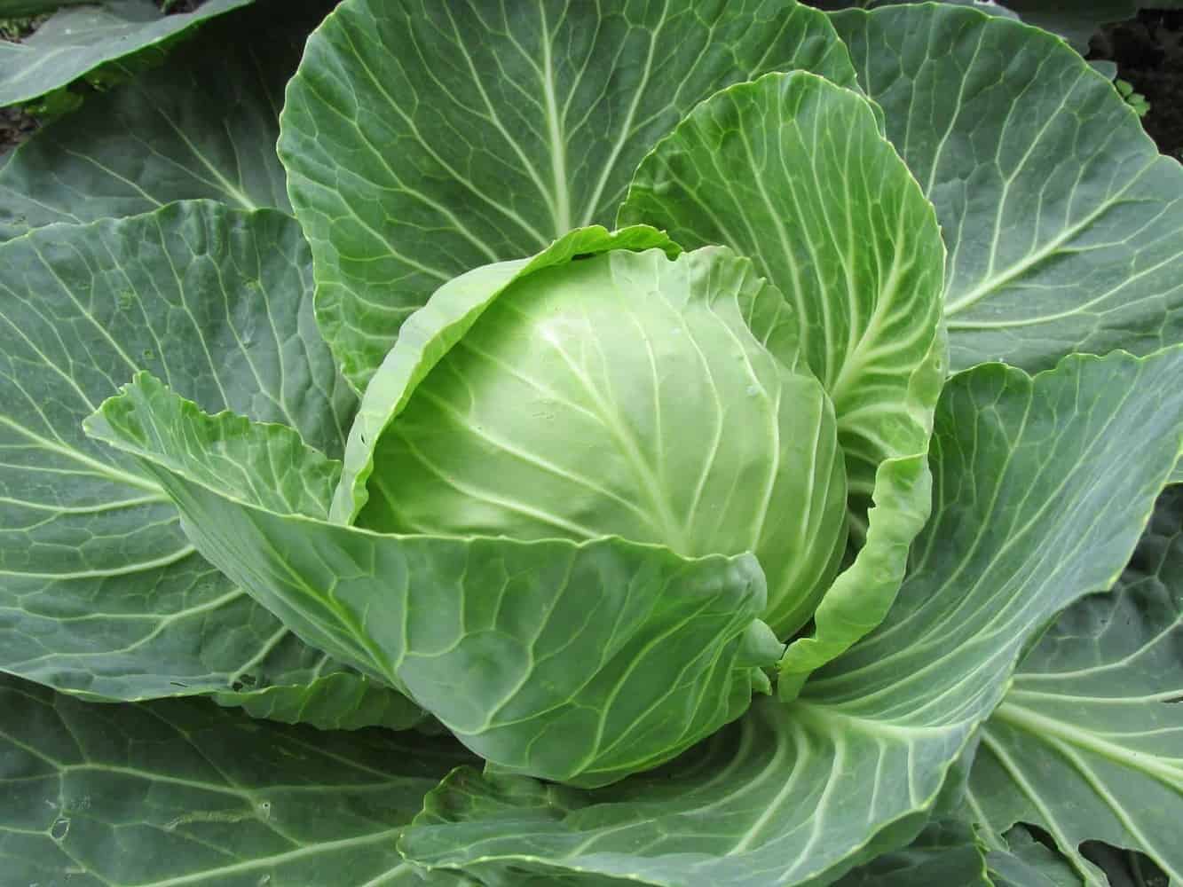 Growing Cabbage From Seed to Sauerkraut Green Thumb Gardener