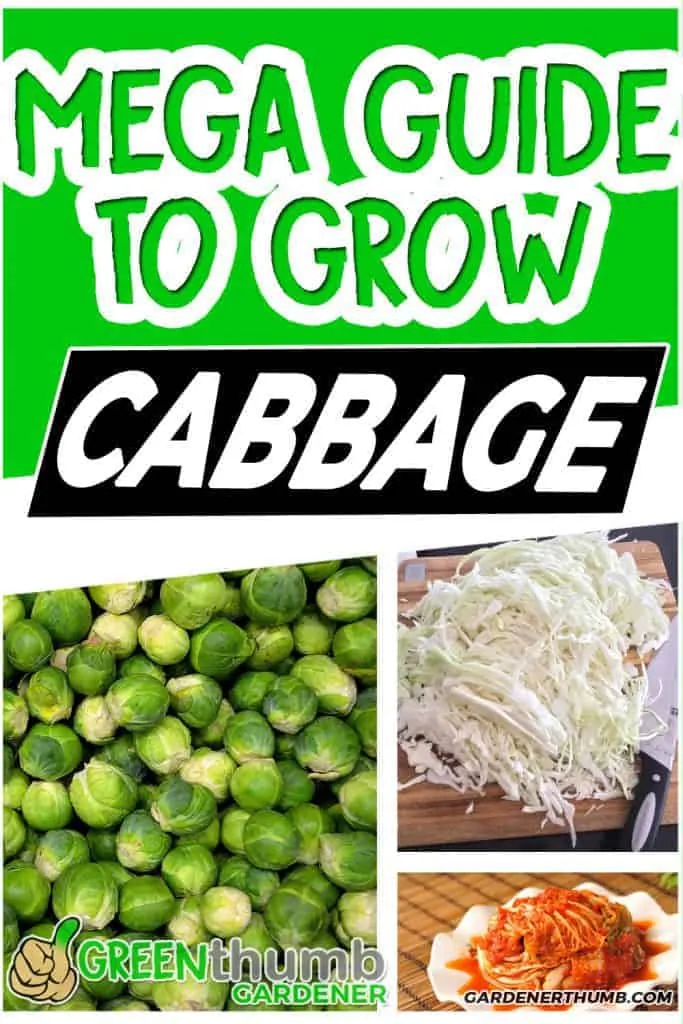 Grow cabbage guide