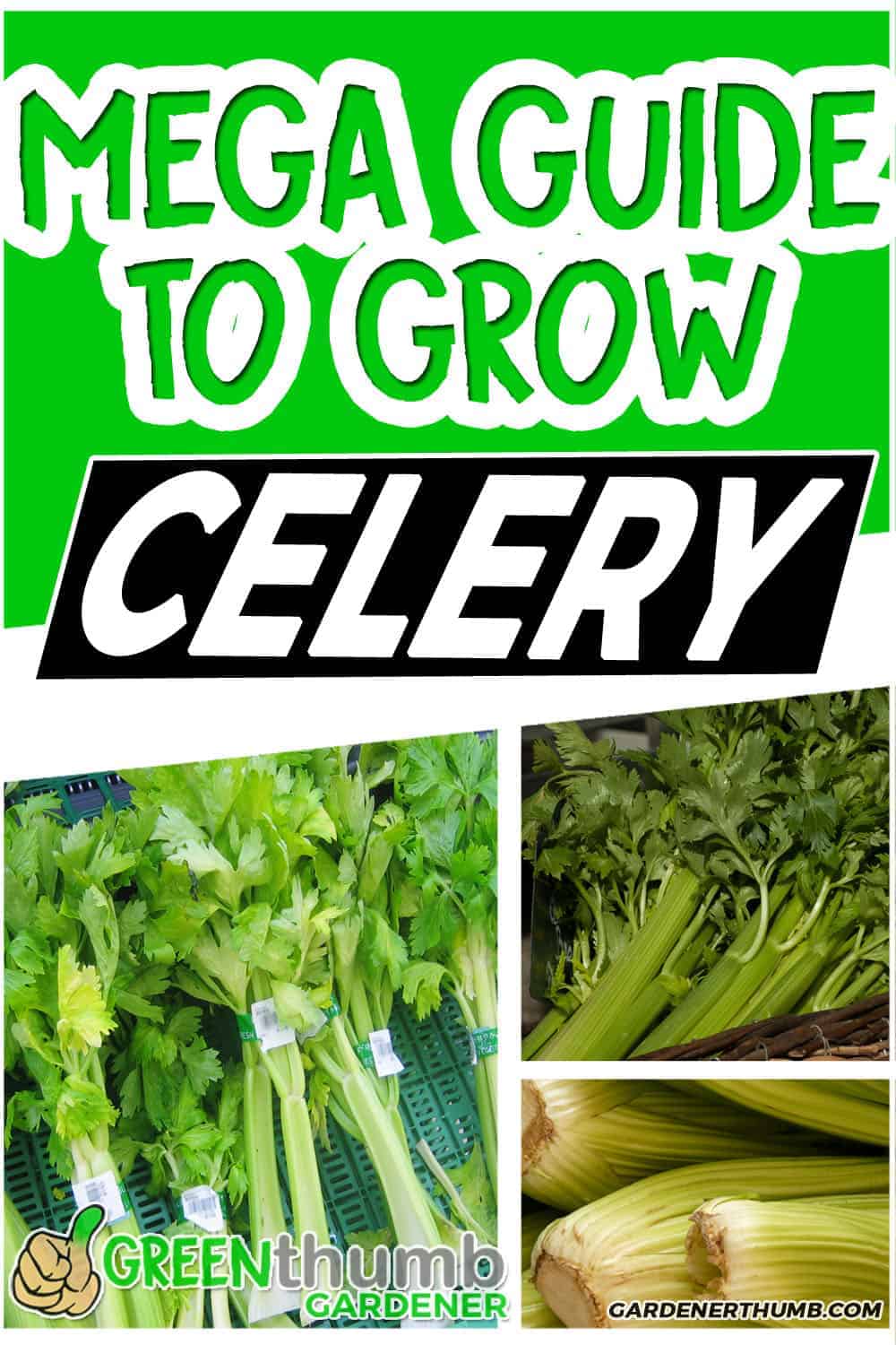Growing Celery Travel back in Time with a Sprig Green Thumb Gardener