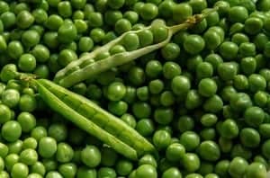 grow peas in container