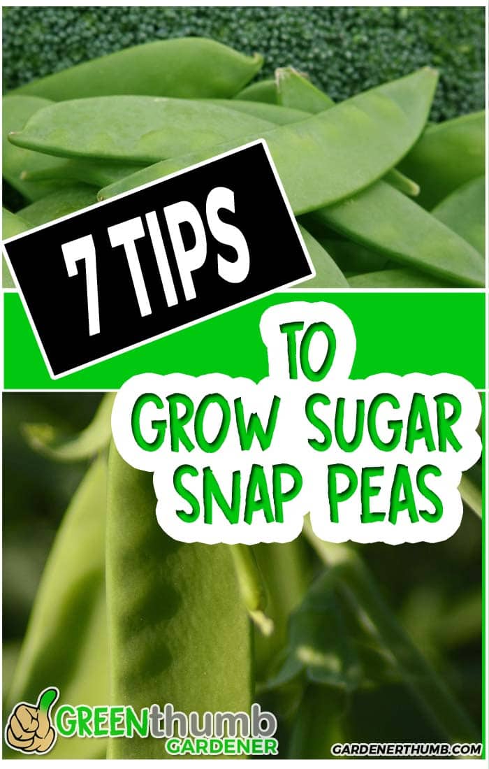 planting sugar snap peas