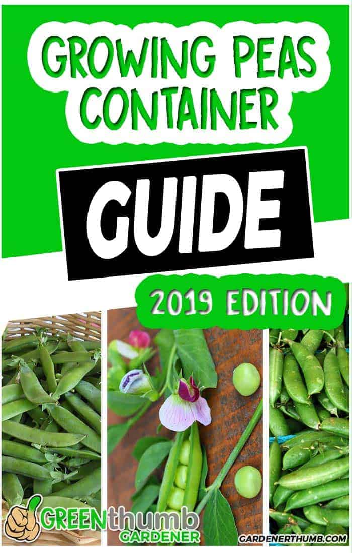 Growing Peas in Containers Step by Step Guide to Get it Right Green Thumb Gardener