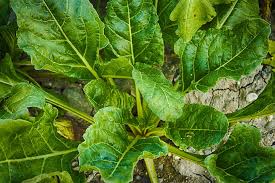 Growing Spinach At Home | Epic Guide to Make it Simple