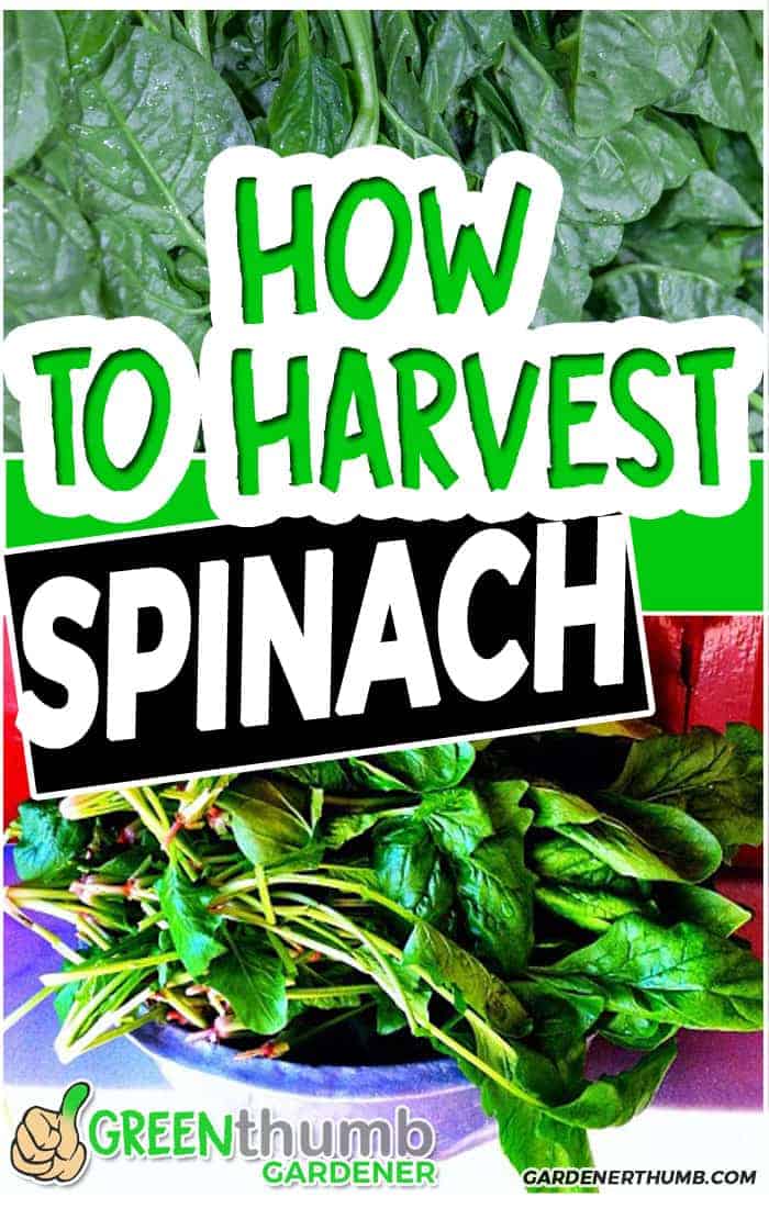 Simple Keys on How to Harvest Spinach Pick at the Right Time Green