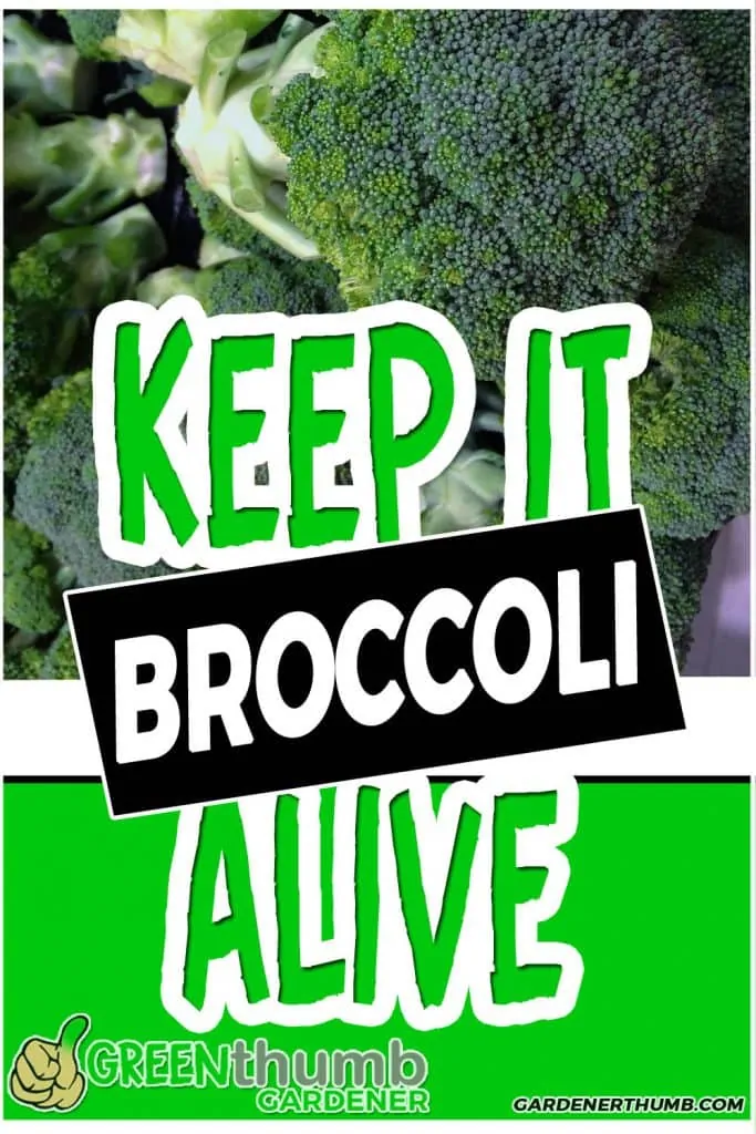 How LONG DOES BROCCOLI LAST