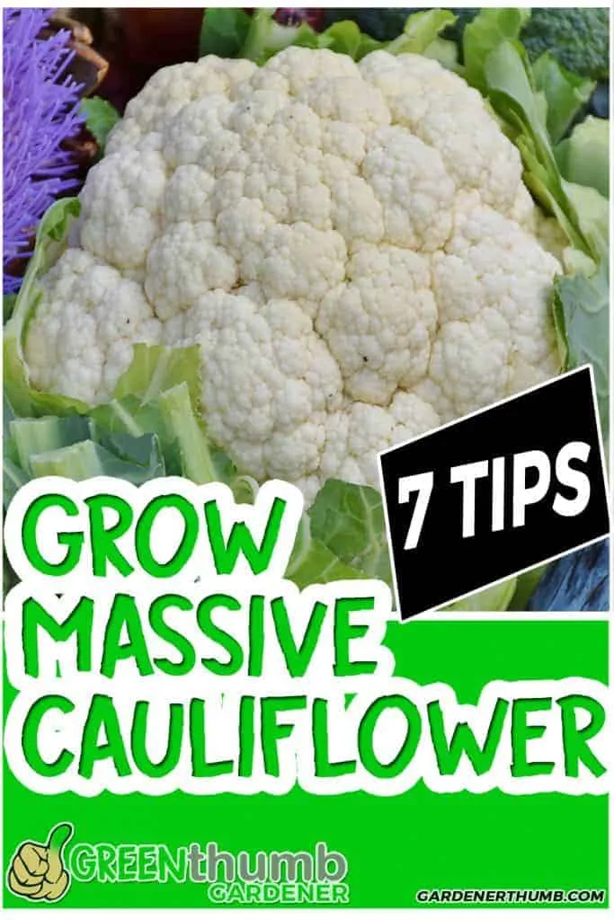 How To Grow Cauliflower