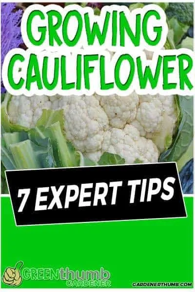 Grow Cauliflower