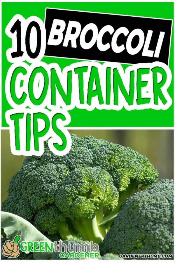 Growing Broccoli in Containers 10 Tips You MUST Know Green Thumb Gardener
