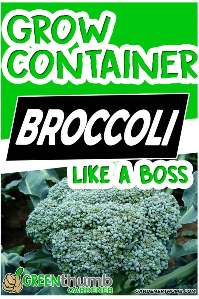 grow broccoli in containers