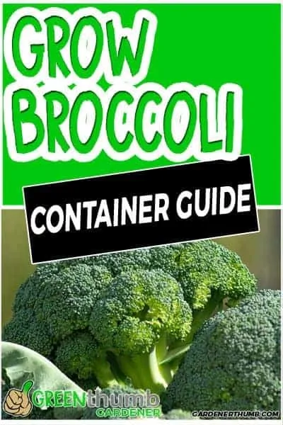 growing broccoli container