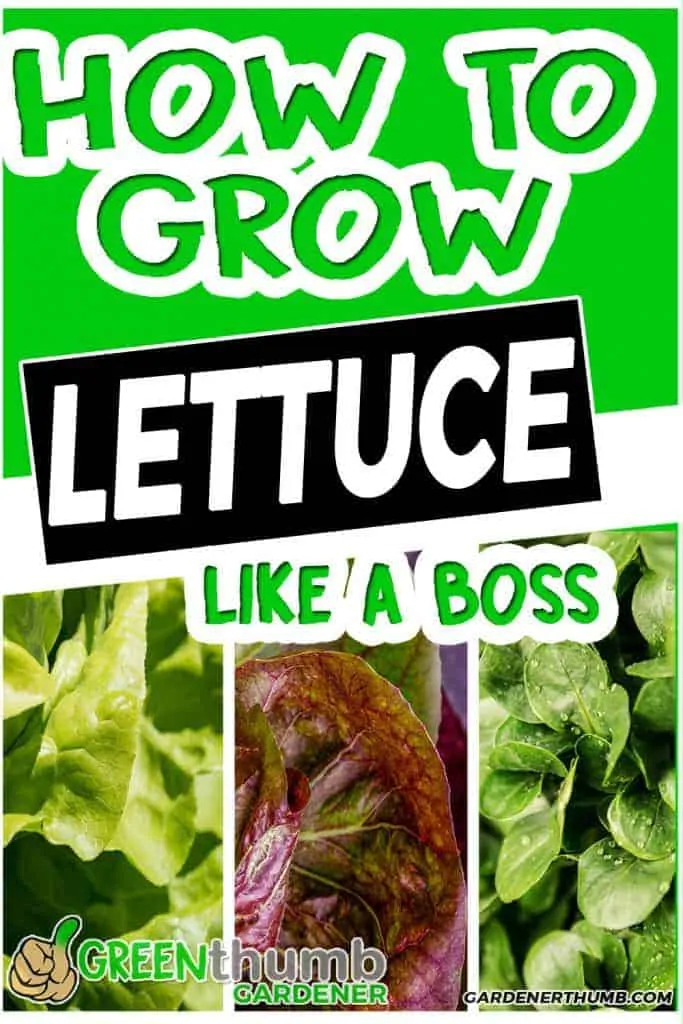 growing lettuce