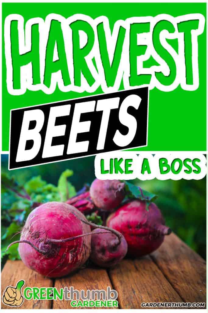beet harvesting