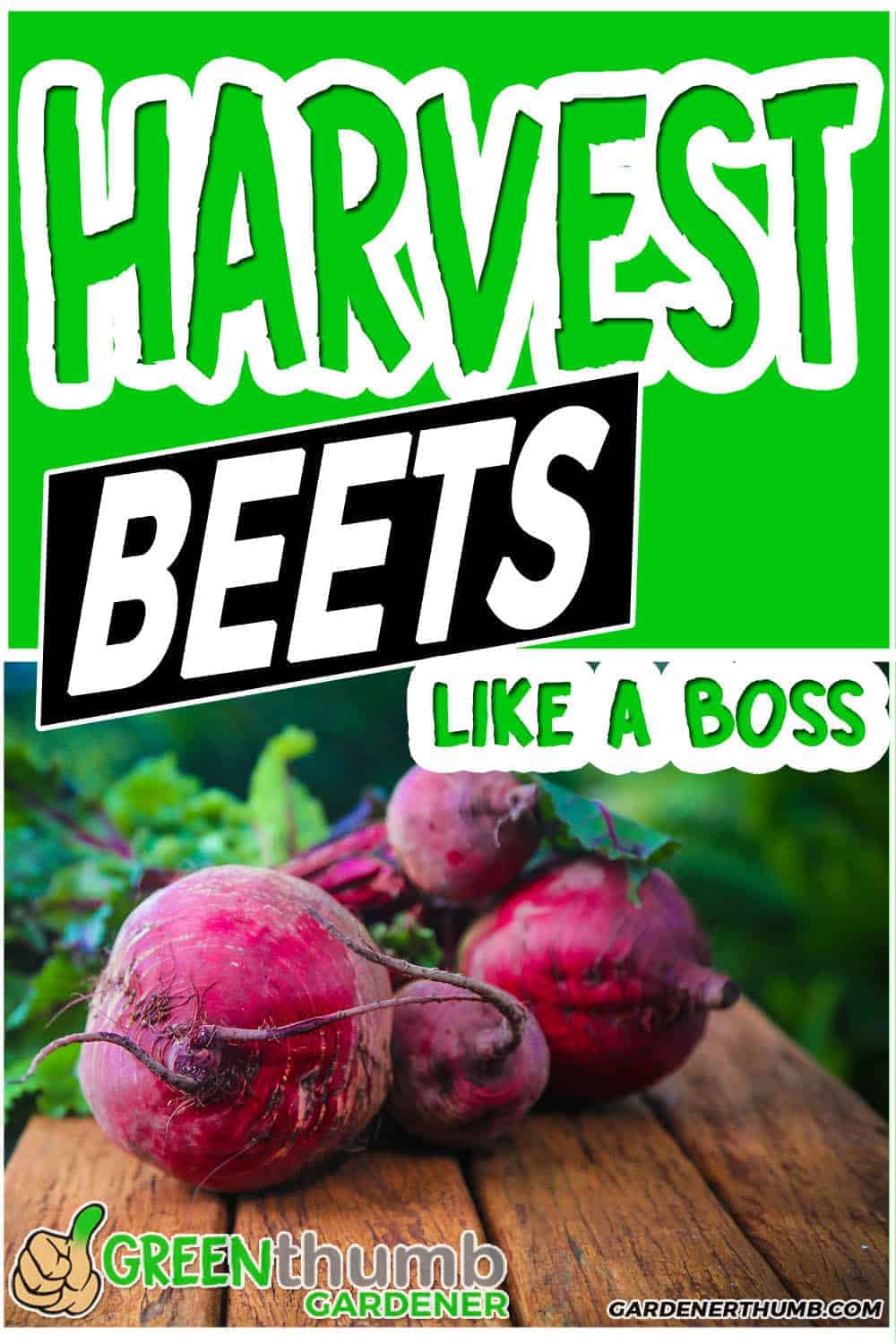 Harvesting Beets Proven ways to Get your Beets on your Plate Green