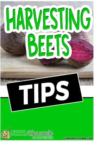 harvesting beets