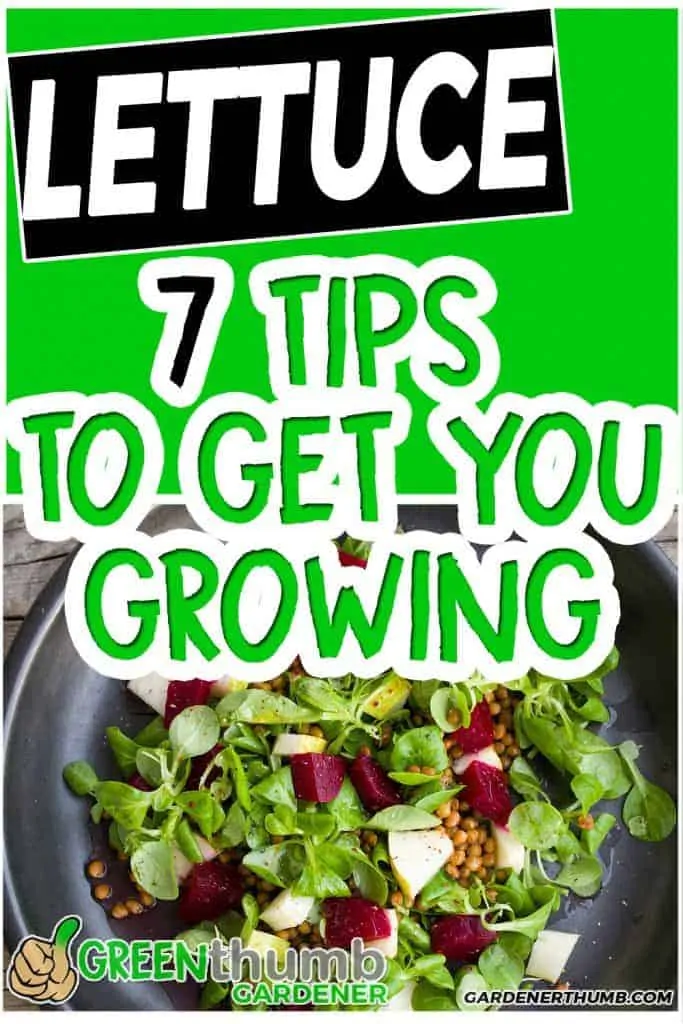 how to grow lettuce