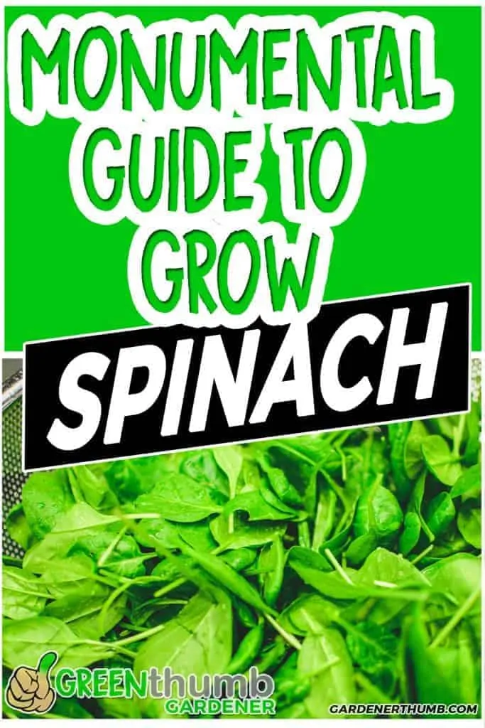 growing spinach guide