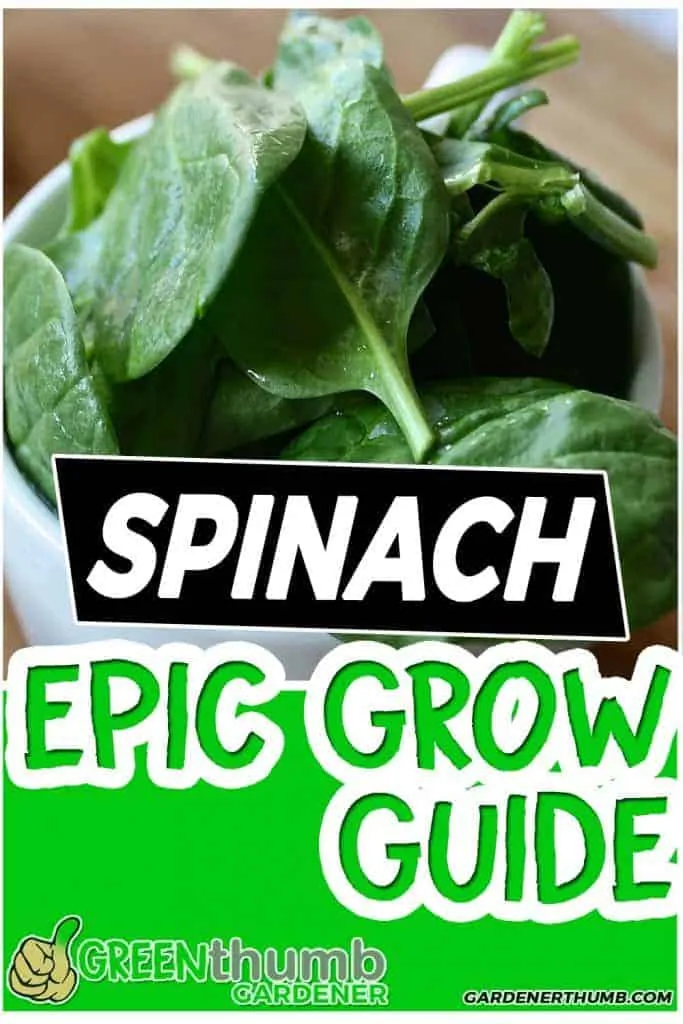 growing spinach guide