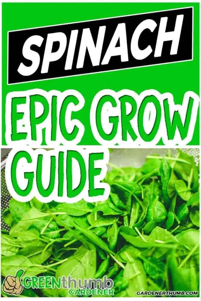 growing spinach guide