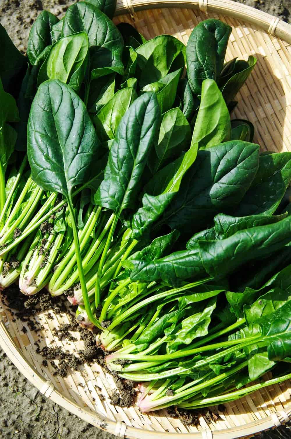 Growing Spinach Monumental Greens Guide Green Thumb Gardener