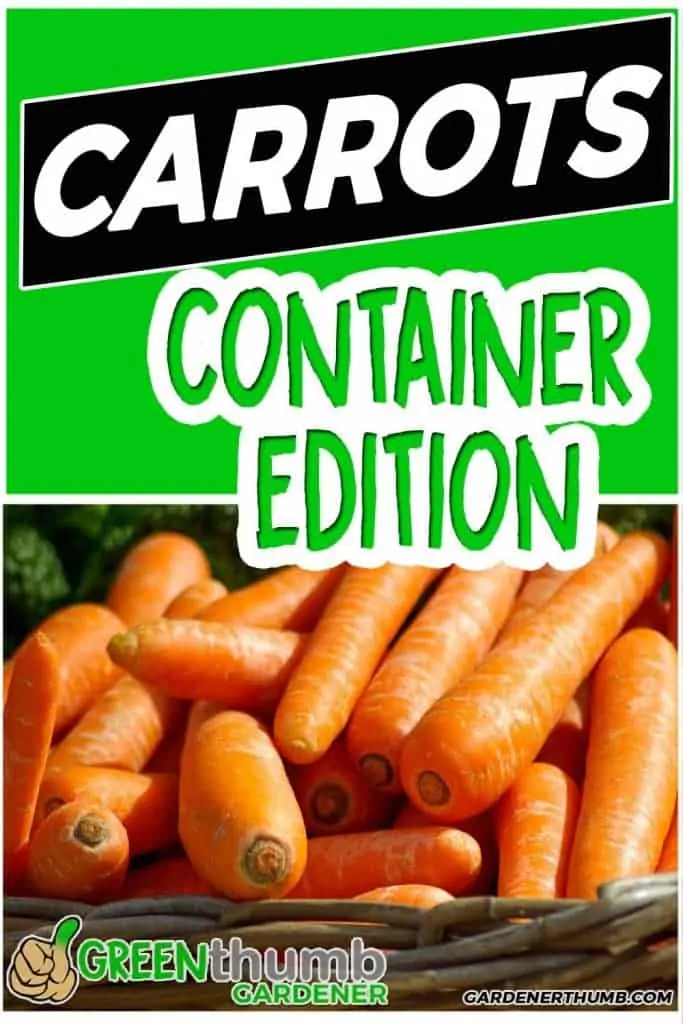 growing carrots in a container