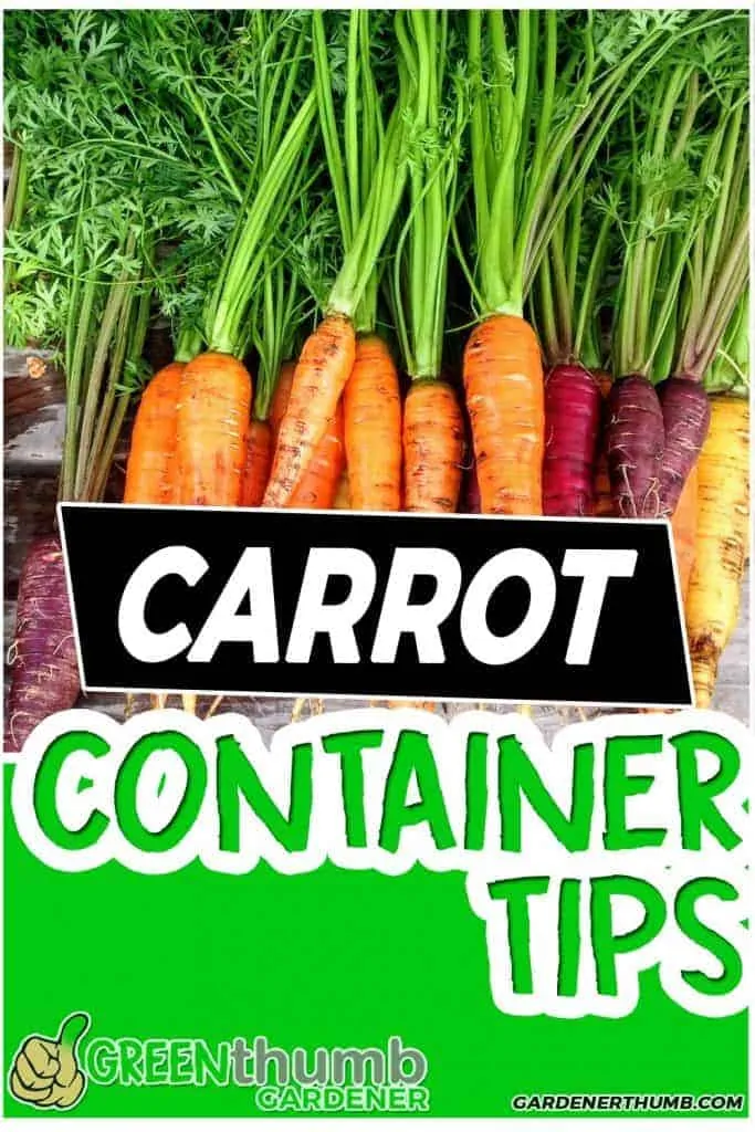 growing carrots in a container