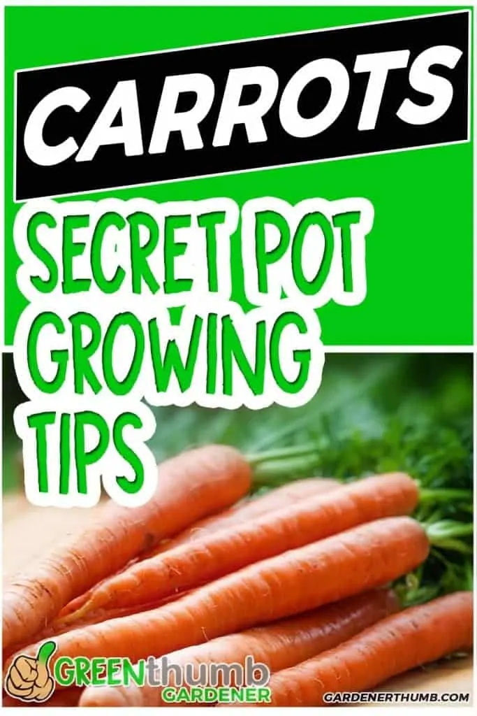 growing carrots in a container