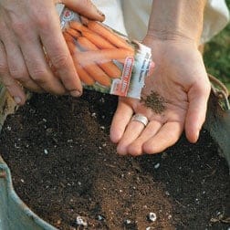 growing carrots in containers