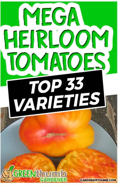 heirloom tomato variety