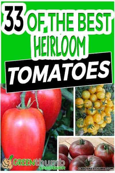 heirloom tomato varieties