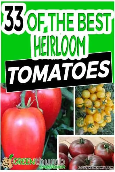 heirloom tomato varieties