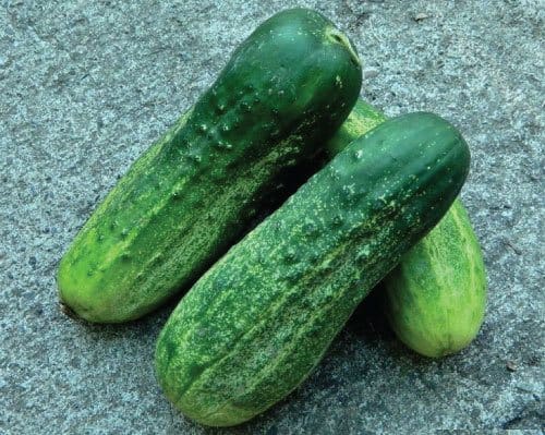 Calypso Cucumber