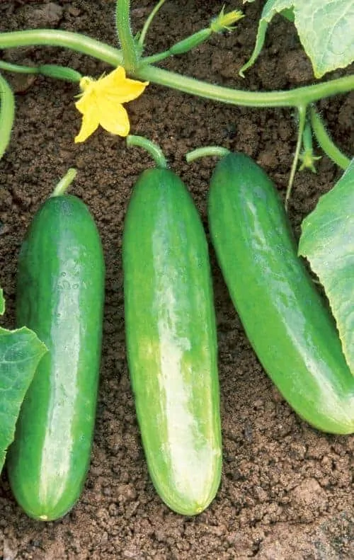 Diva Cucumbers