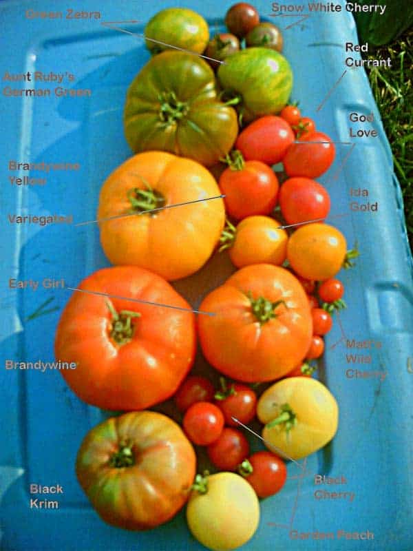 Top 33 Heirloom Tomato Varieties Passing on the Heritage Green