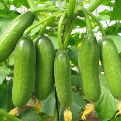 Mini Munch Cucumber