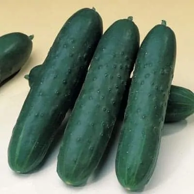 Saber Cucumber
