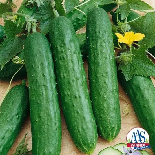 SaladMore Bush F1 Cucumber