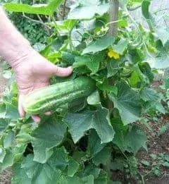 bush champion cucumber