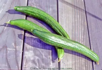 chelsea prize cucumber