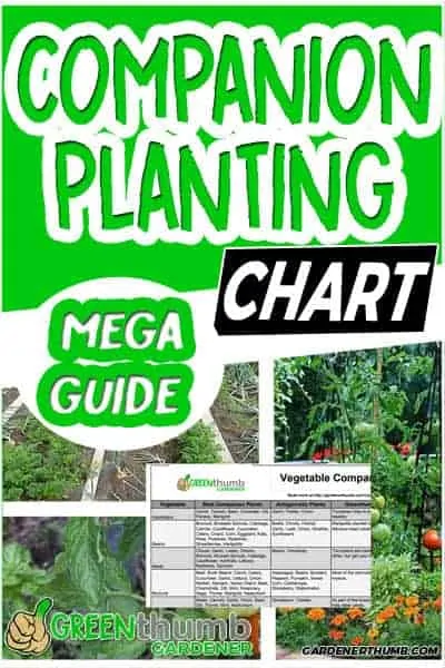companion planting guide 01