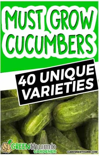 cucumber variety to grow