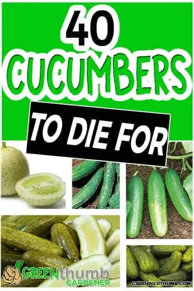 cucumber variety
