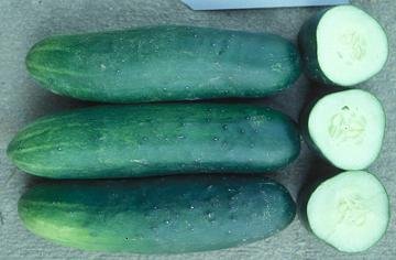 dasher II cucumbers